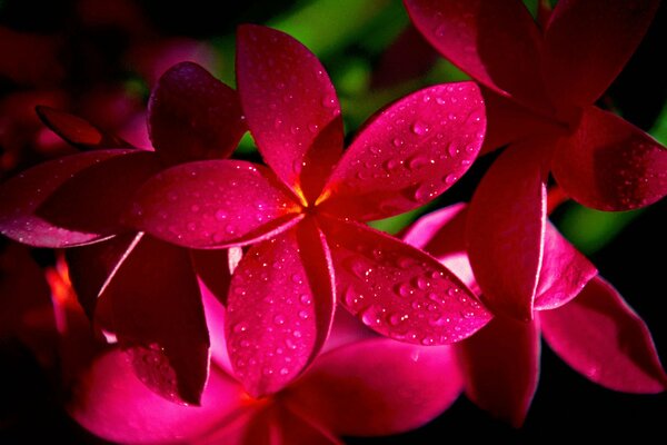 Gouttes de rosée sur les fleurs