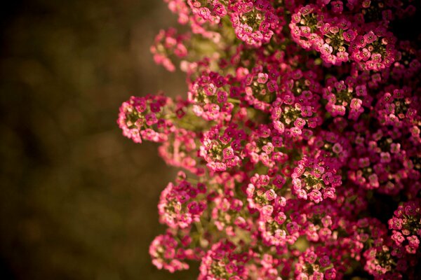 Summer flowers bathed in the sun