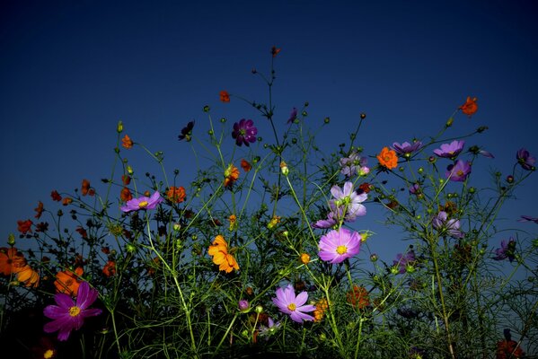 Bunte Komposition von Blumen auf Himmelshintergrund