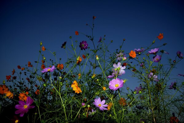 Composizione di fiori multicolori su uno sfondo di cielo