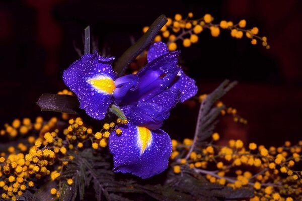 Transparent drops on iris petals