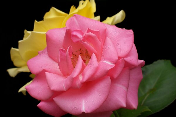 Delicados pétalos de una rosa fragante