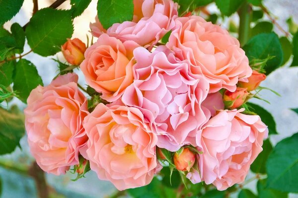 Piękny bukiet kwitnących róż