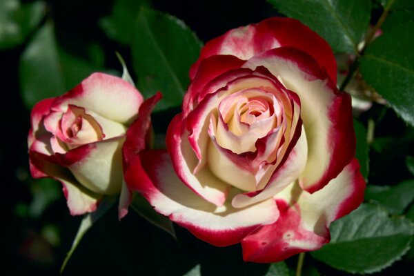 Rosenknospen mit hellgelben Blütenblättern mit roten Rändern