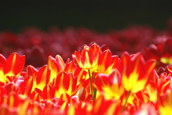 A brightly lit bed of red and yellow tulips