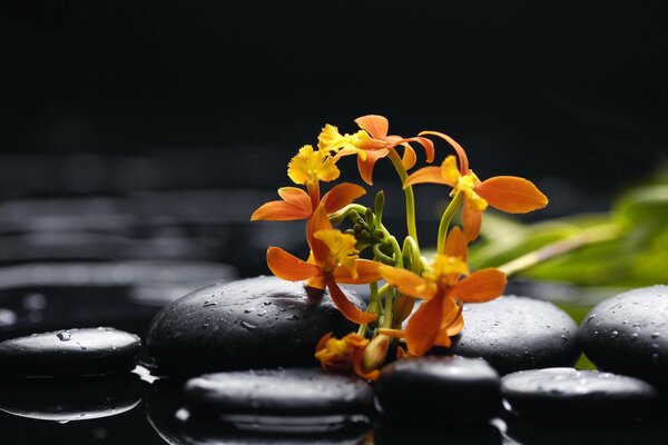 Orchid petals on black stones