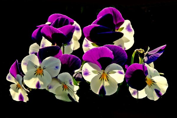 Flowers pansies photos to watch