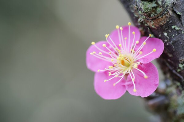 Flor de cerezo en un árbol