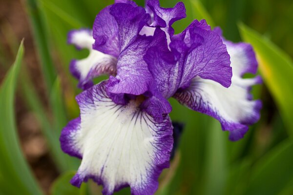 Lilac Iris close-up