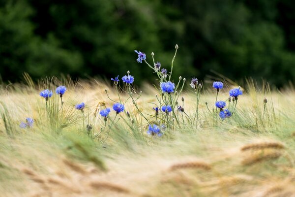 Cornflowers among wheat. flowers in a wheat field