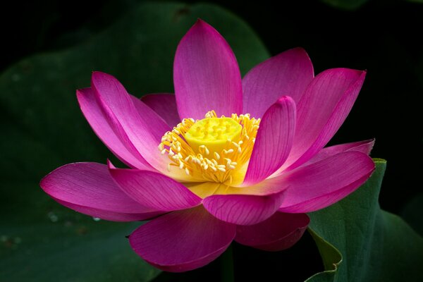 Exquisiter rosa Lotus am Teich