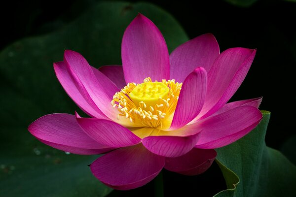 Squisito loto rosa sullo stagno