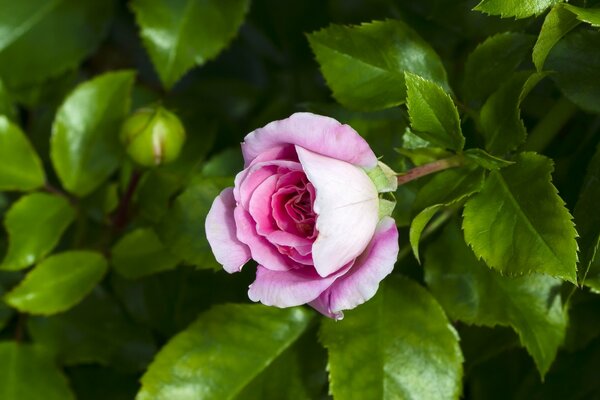 Rose in einer Knospe auf einem Busch in Blättern