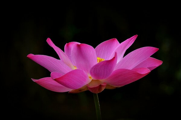 Loto rosa sobre fondo oscuro