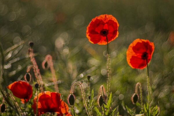 Rote Mohnblumen auf grünem verschwommenem Hintergrund