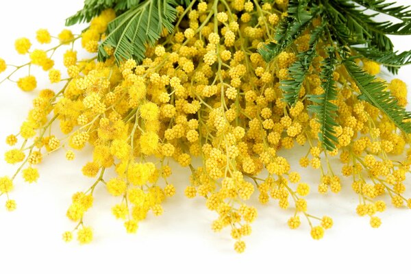 Spring subtle and light mimosa fragrance