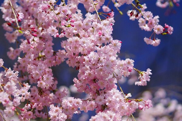 Schöne Blüte einer zarten rosa Sakura