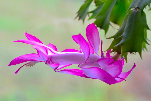Лесной кактус цветет ярко розовым бутоном
