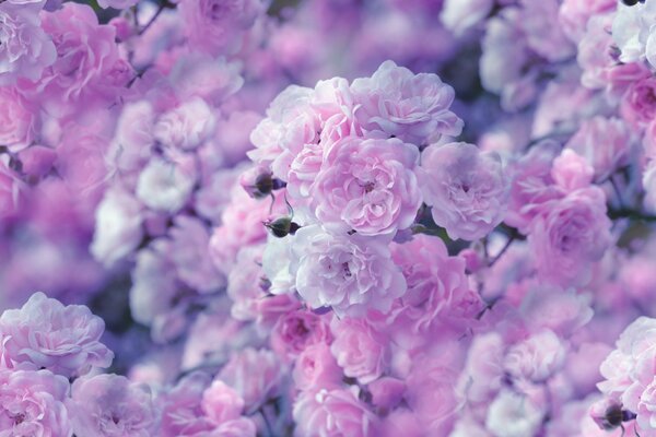 Hermosa flor de rosa en la naturaleza