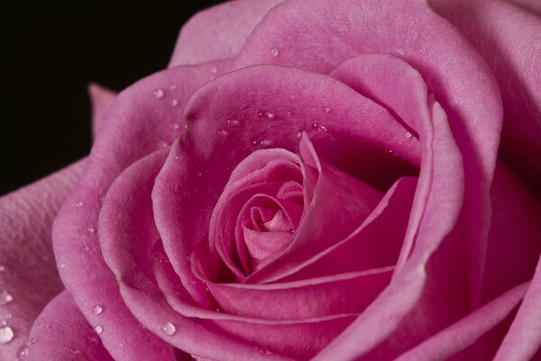 Розовая роза макро снимок