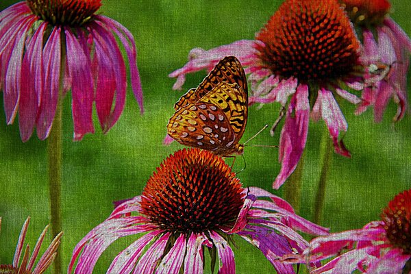 Muster von Blumen mit einem Schmetterling auf einem Blütenblatt