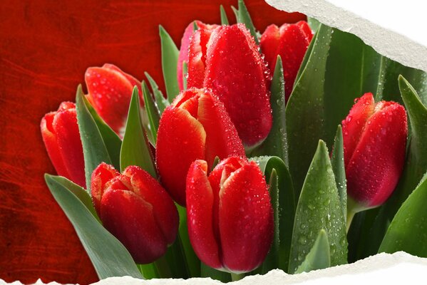 Bouquet de tulipes lumineuses sur fond rouge