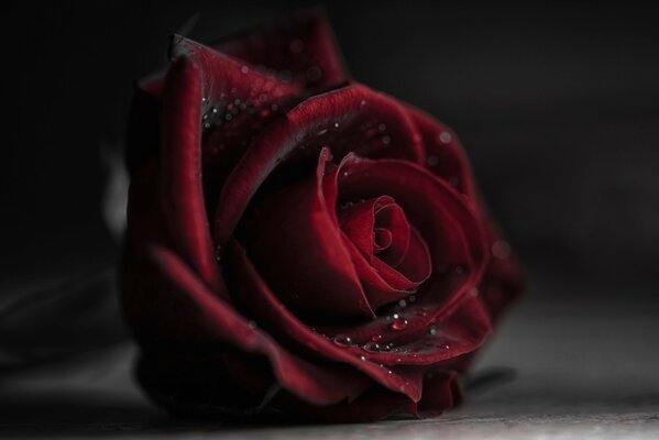 Macro shooting of a blooming rosebud