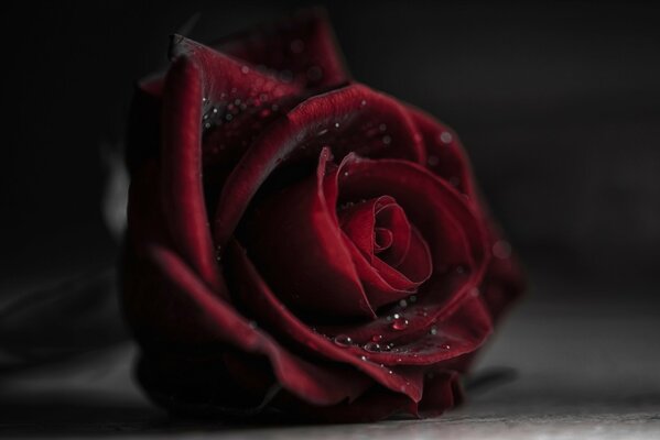 Макросьемка цветущего бутона розы