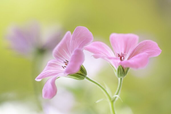 Pink flowers on the background