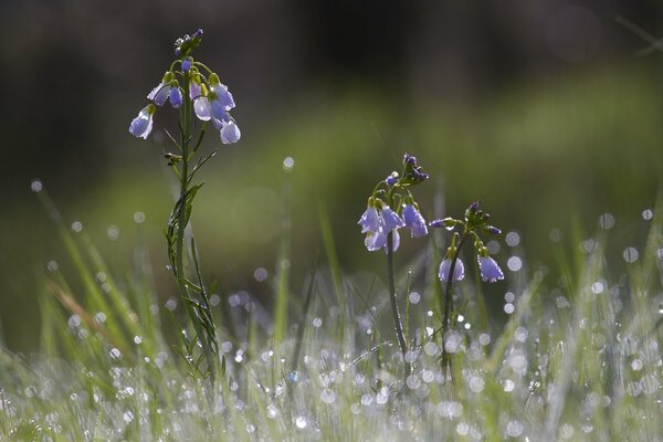 Gotas de rocío sobre hierba y flores azules