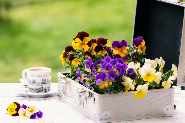 Violetas en un estuche blanco junto a una taza que muestra las notas