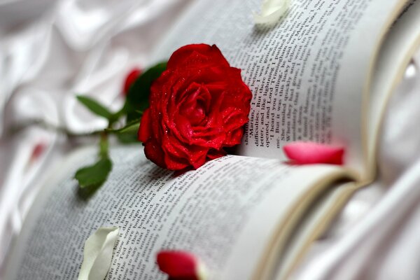 Rose rouge sur les pages du livre