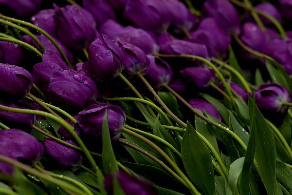 Stems of purple tulips