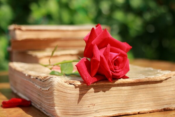 Example of a macro shot of a rose on a book