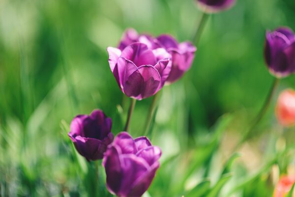 Purple tulips on green grass