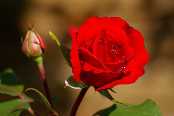 A rose of bright scarlet color with water droplets