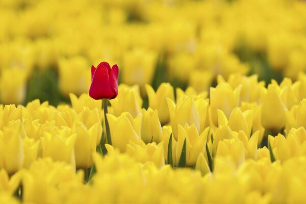 Einsame rote Tulpe auf einem gelben Hintergrund
