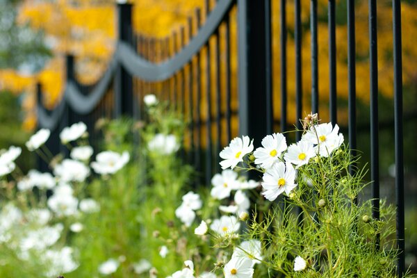 Fleurs de cosmea blanc poussant près de la clôture