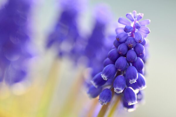 Piękne niebieskie Muscari, jak kiść winogron, niosące swój arrmat, inspiracje pięknych strun duszy