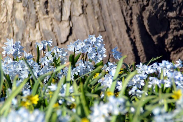 Eine Frühlingslichtung, die das Leben freut, an kalten Wintertagen aufwacht und die Luft mit der bevorstehenden Sommerwärme füllt