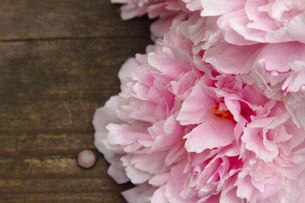 Flowers pink peonies on the table