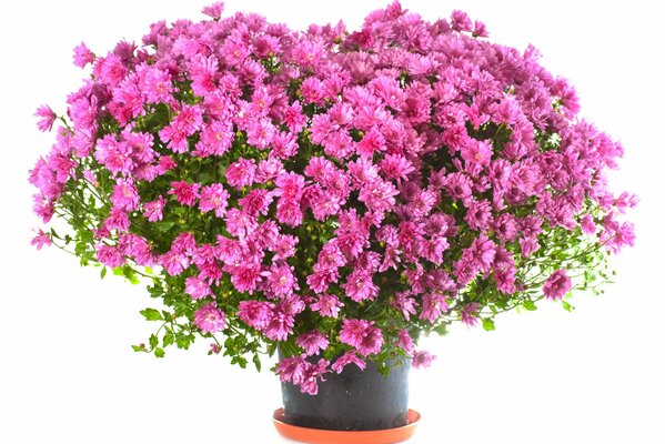 Bouquet of blooming chrysanthemum in a planter