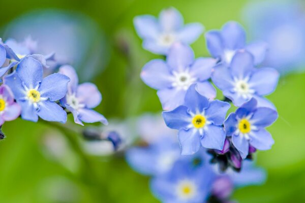 Нежные голубые цветы-незабудки