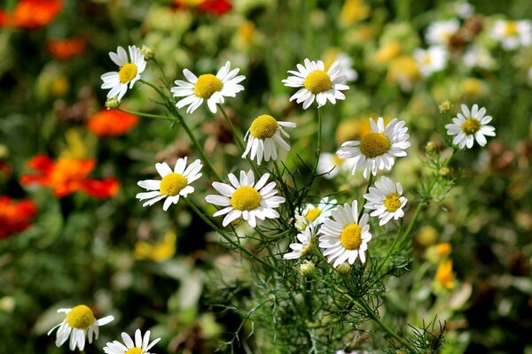 Belles marguerites dans le champ d été