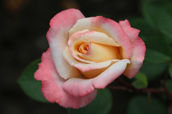 Macro shot of a rosebud