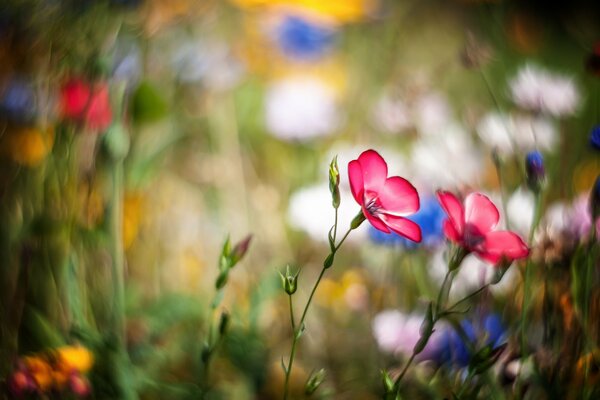 Wiesenblumen sind rosa rot und Kornblumen