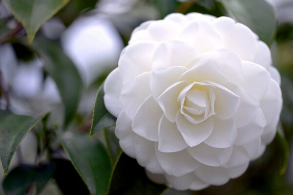 White flower Camellia her petals