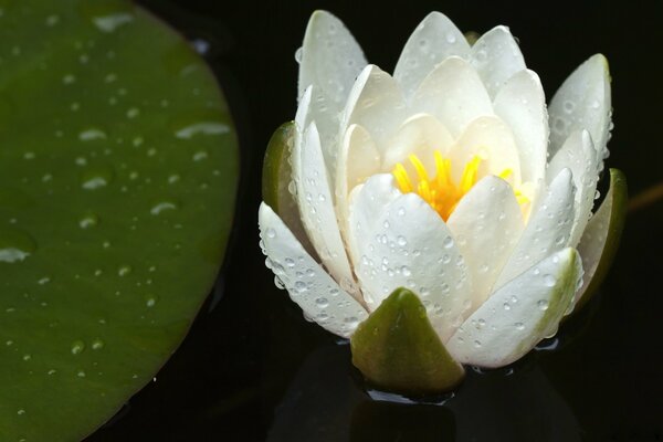 Fleur d eau de lys blanc closeup