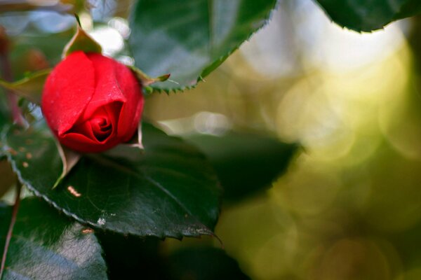 Red rose bud near