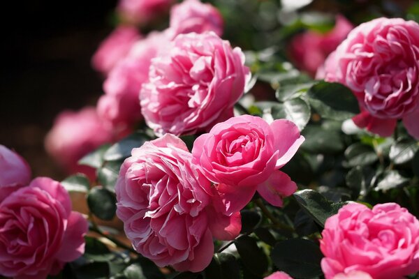 Rosas Rosadas contra el follaje verde